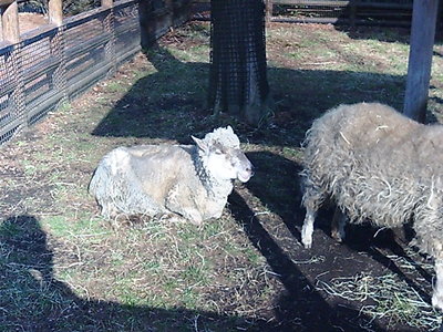 大崎公園の羊